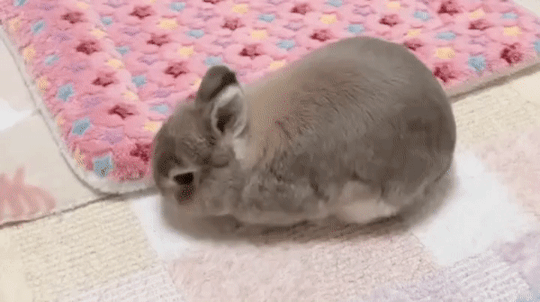 Bunny