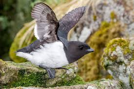 Dovekie