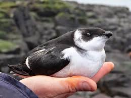 Dovekie