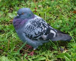Pigeon