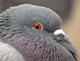 Pigeon