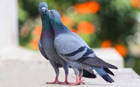 Pigeon